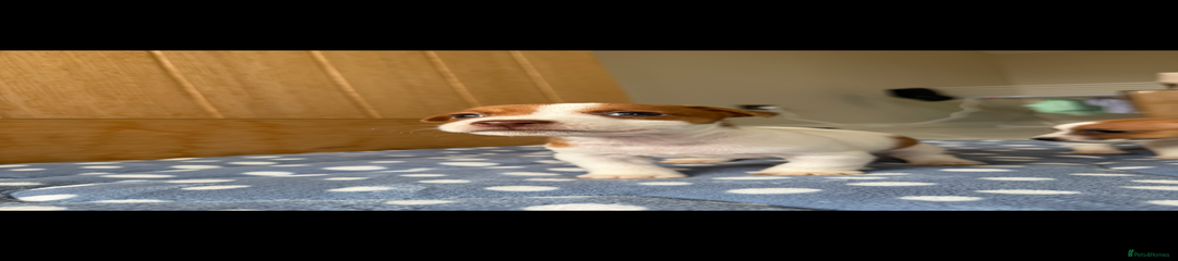 Jack Russell Puppy 2
