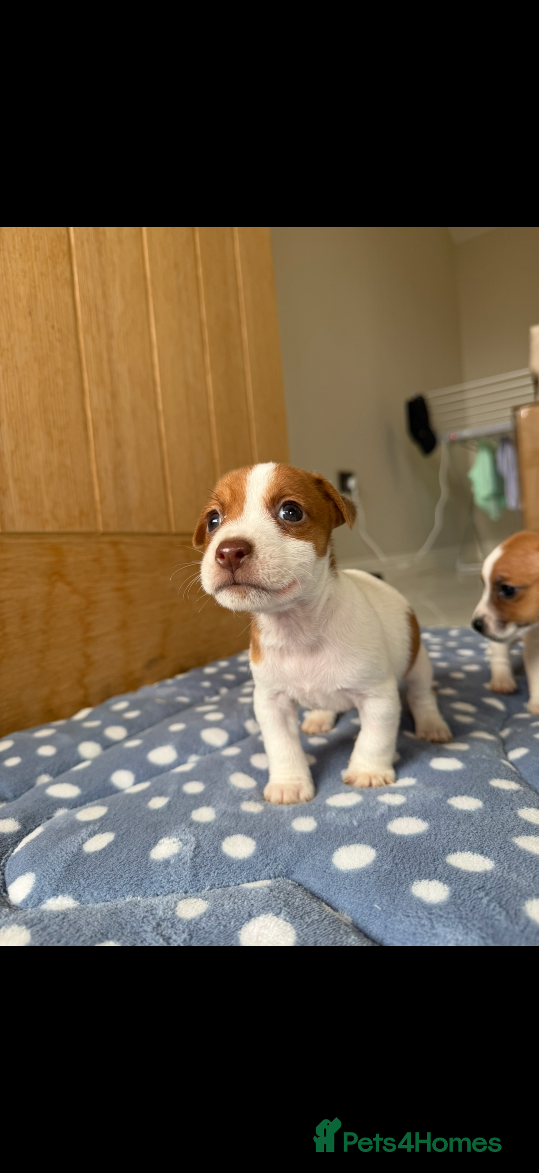 Jack Russell dogs for sale: Minature Jack Russell pups - Image 2