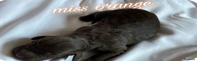 Miss orange 