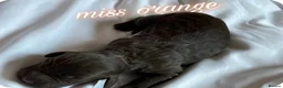Cockapoo dogs for sale: Cockapoo rainbow litter 🌈  - Advert 11
