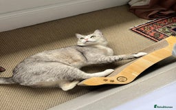 Mixed Breed cats for adoption: SKY - UNUSUAL MIXBREED HANDSOME PERFECT HEALTH - Image 13