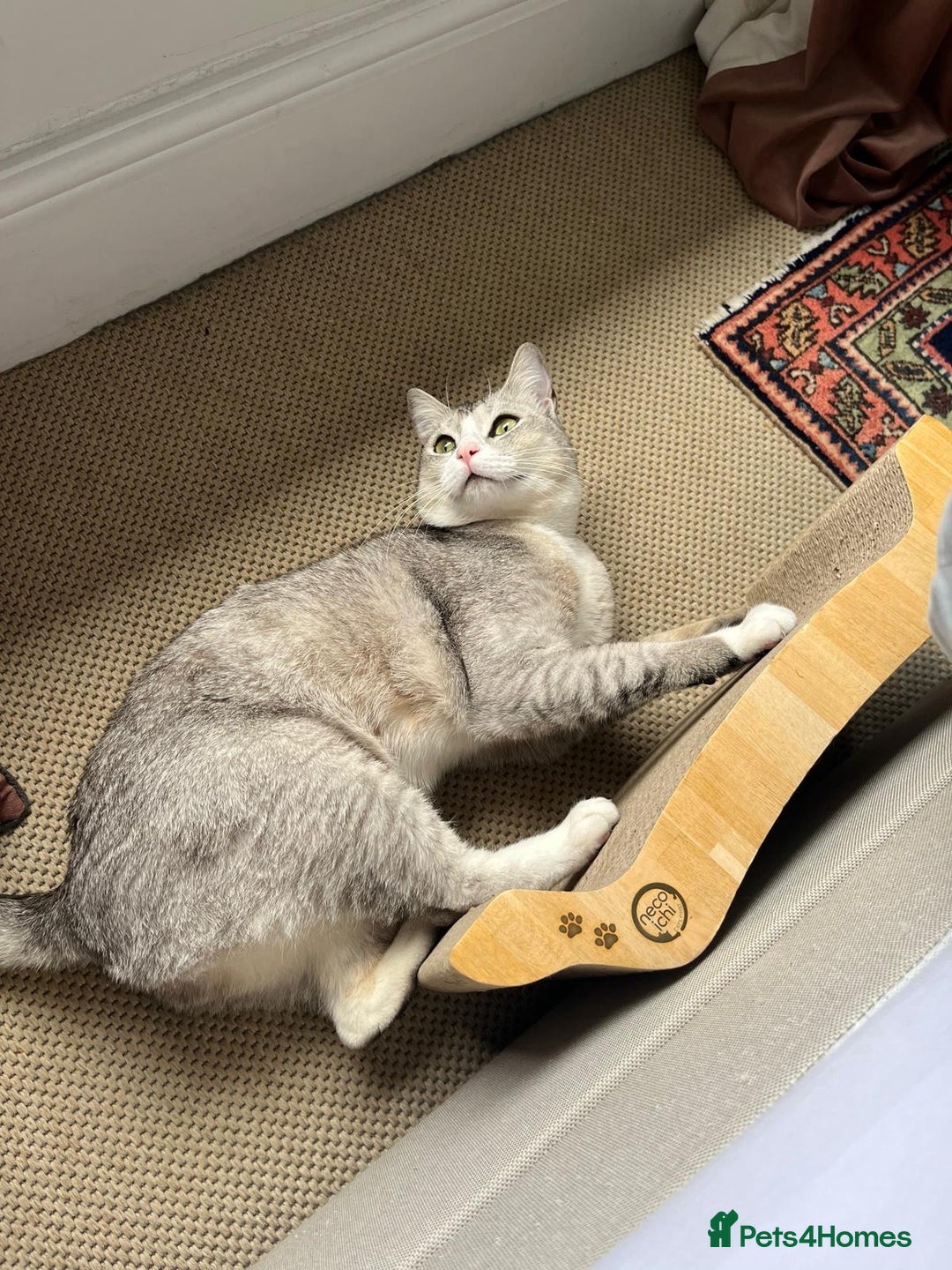 Mixed Breed cats for adoption: SKY - UNUSUAL MIXBREED HANDSOME PERFECT HEALTH - Image 13