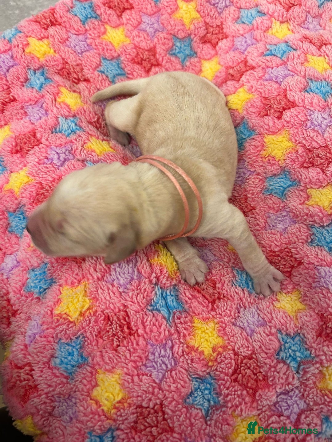 Labrador Retriever dogs for sale: Beautiful pedigree golden Labradors  - Image 19