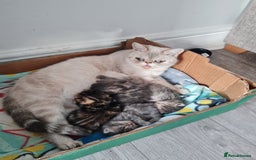 Exotic cats for sale: 5 beautiful half exotic kittens 😸  - Image 1