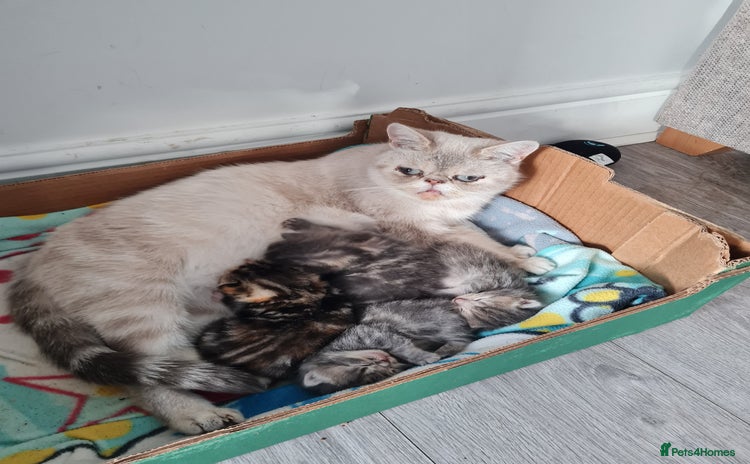 Exotic cats - Advert 3