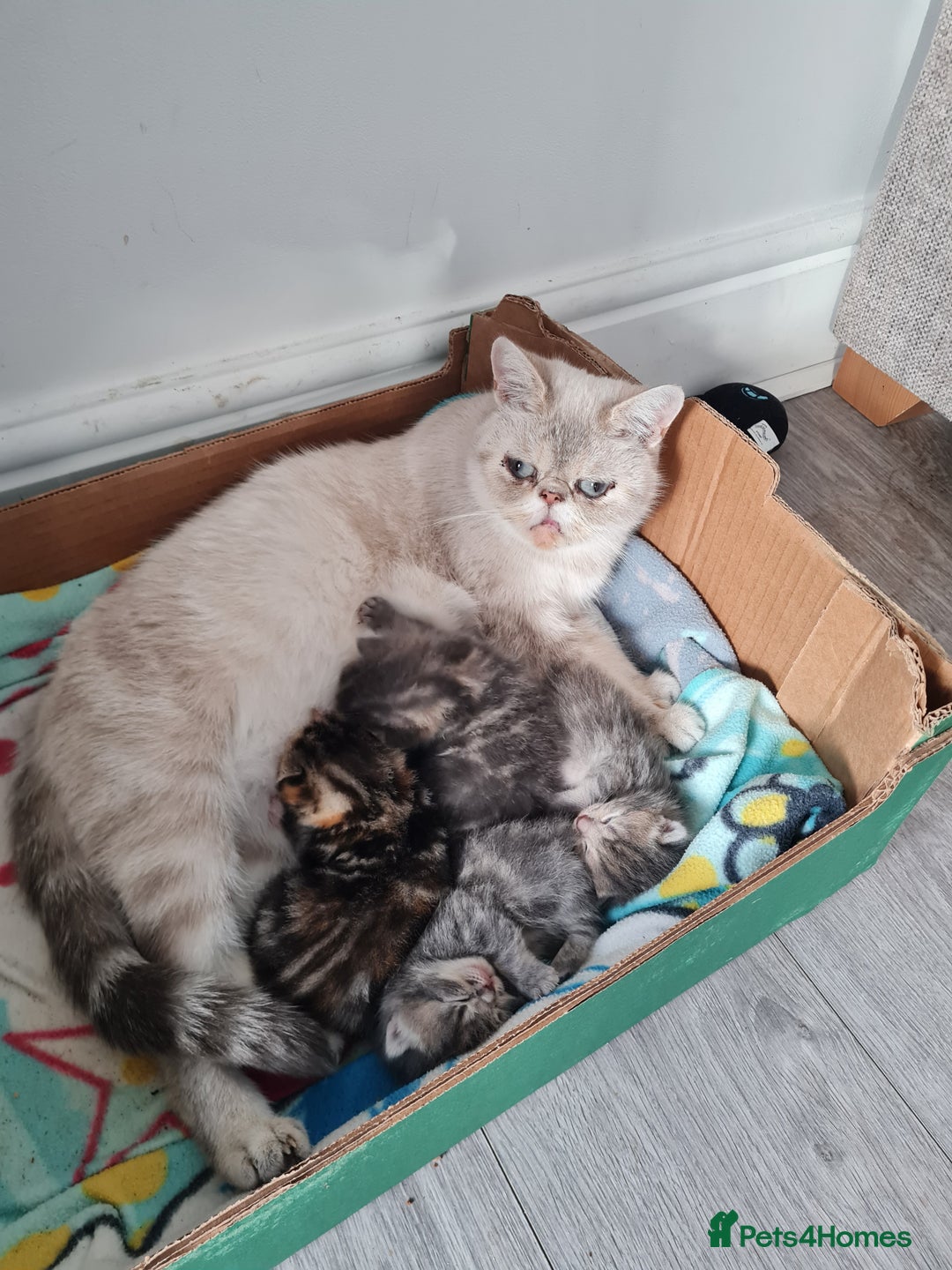 Exotic cats for sale: 5 beautiful half exotic kittens 😸  - Image 1