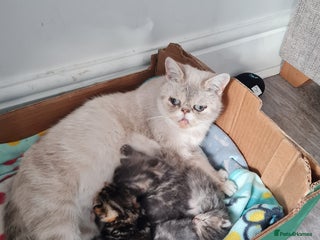 Exotic cats - Advert 15