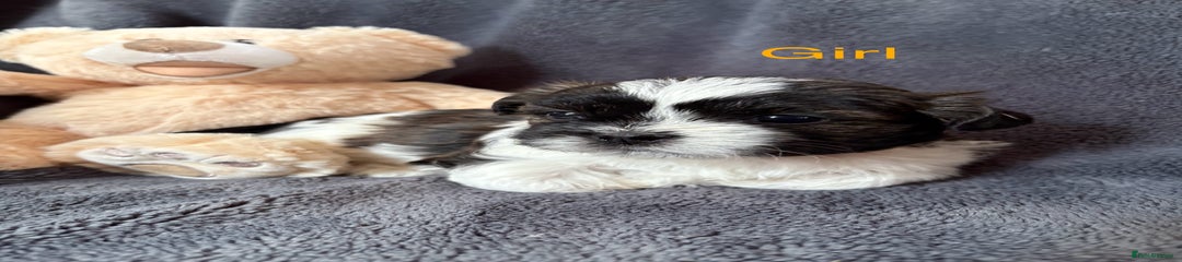 Shih Tzu Puppy 1