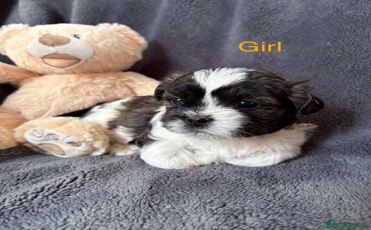 Shih Tzu dogs - Advert 4