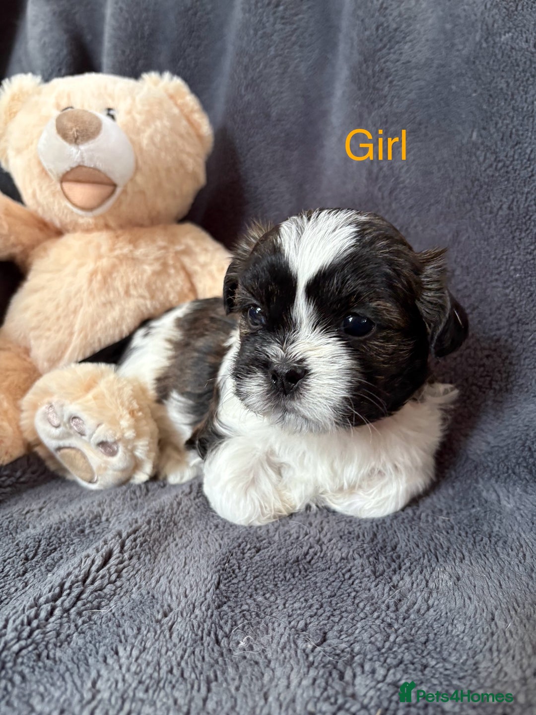 Shih Tzu dogs for sale: 6 beautiful shih tzu - Image 1