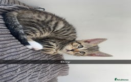 Mixed Breed cats for sale: 3 kittens urgently looking for new home  - Image 29