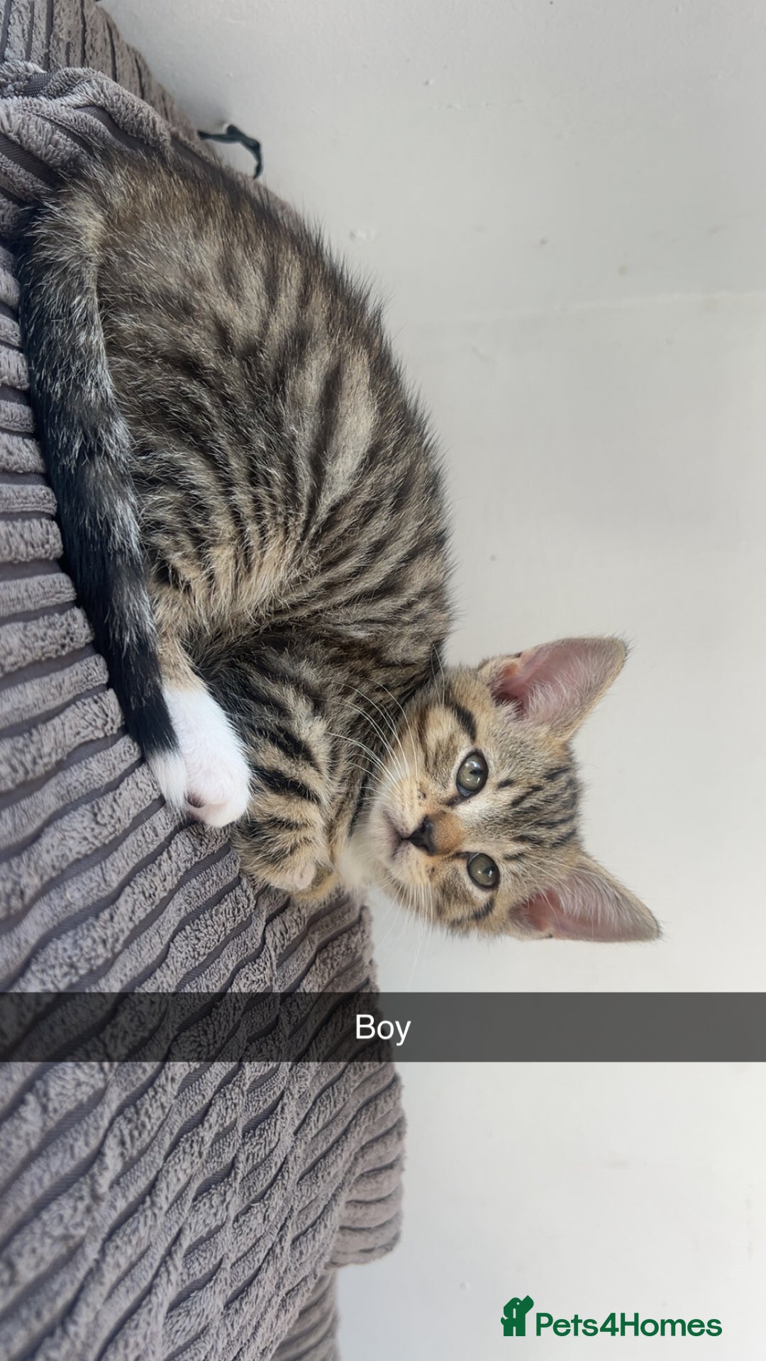 Mixed Breed cats for sale: 3 kittens urgently looking for new home  - Image 29