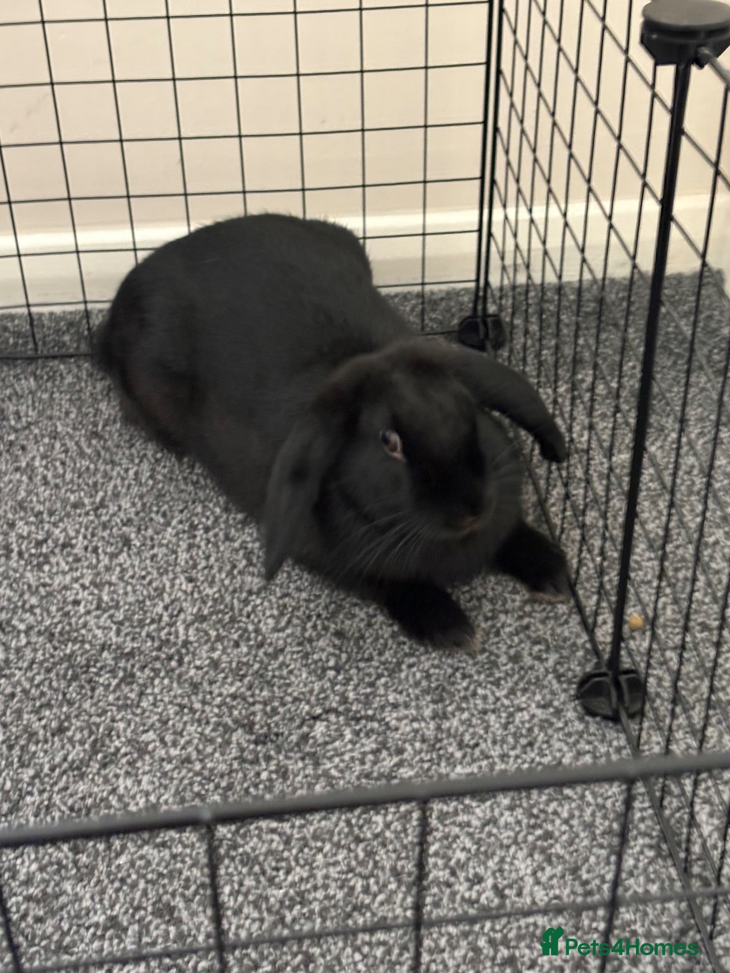 Mixed Breed rabbits Female Rabbit - Advert 3