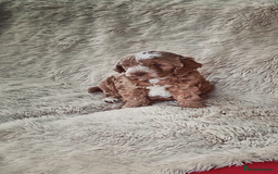 Cockapoo dogs for sale: Boy cockapoo puppy  - Image 1