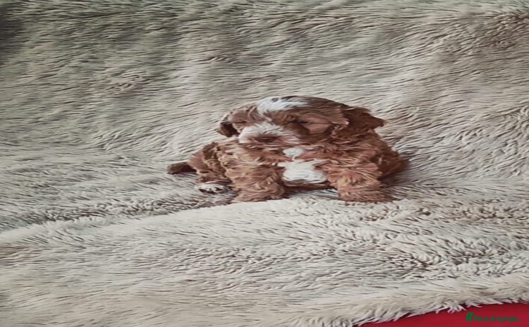 Cockapoo dogs - Advert 1