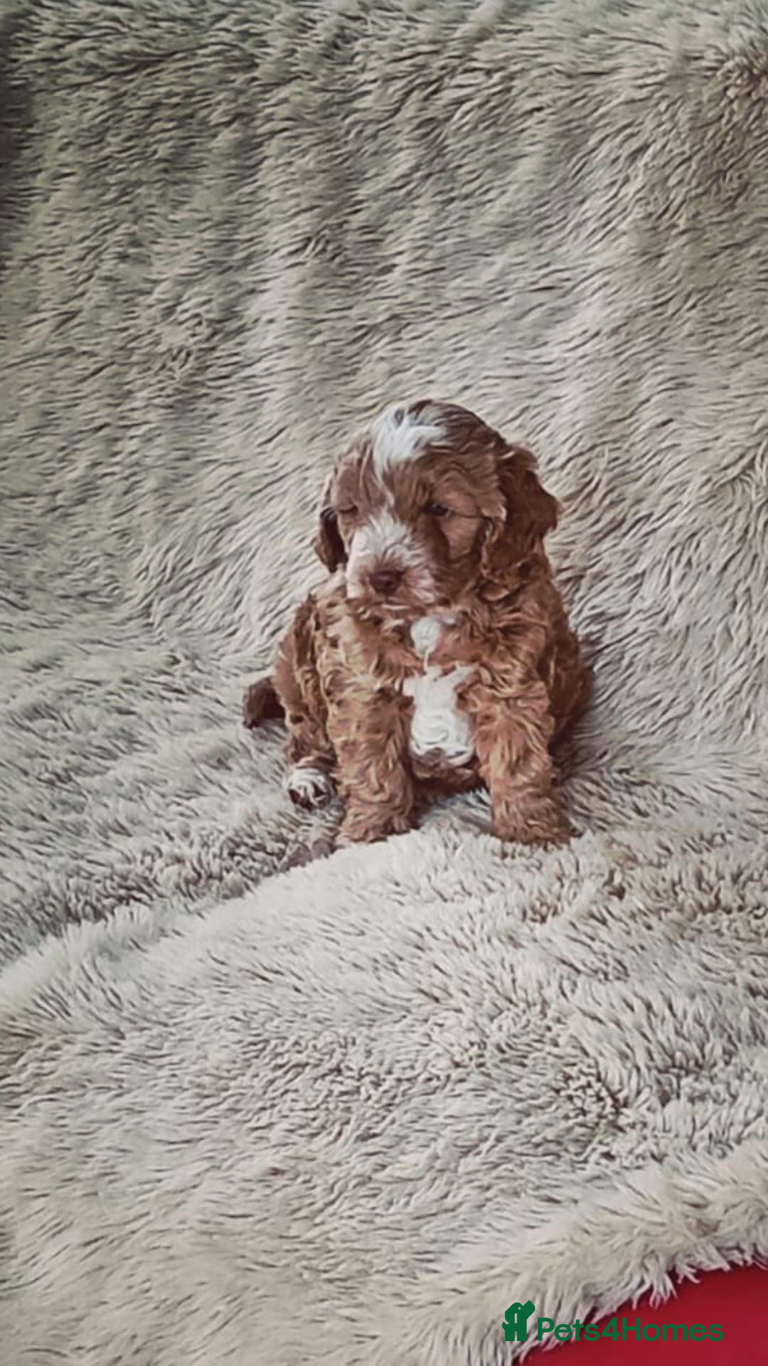 Cockapoo dogs for sale: Boy cockapoo puppy  - Image 1