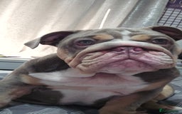 English Bulldog dogs for sale: Final Female English Bulldog available - Image 8