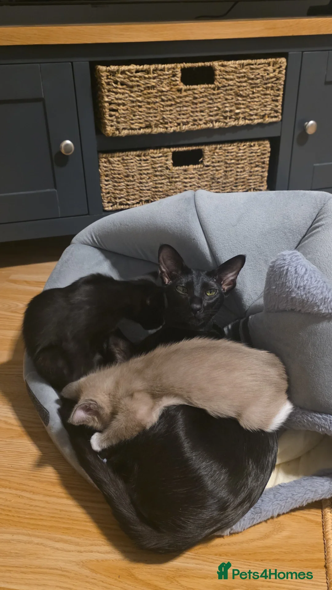 Oriental cats for sale: Oriental Shorthair Kittens - Advert 7