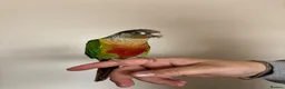 Conures birds for sale: Green cheeked conure  - Advert 4