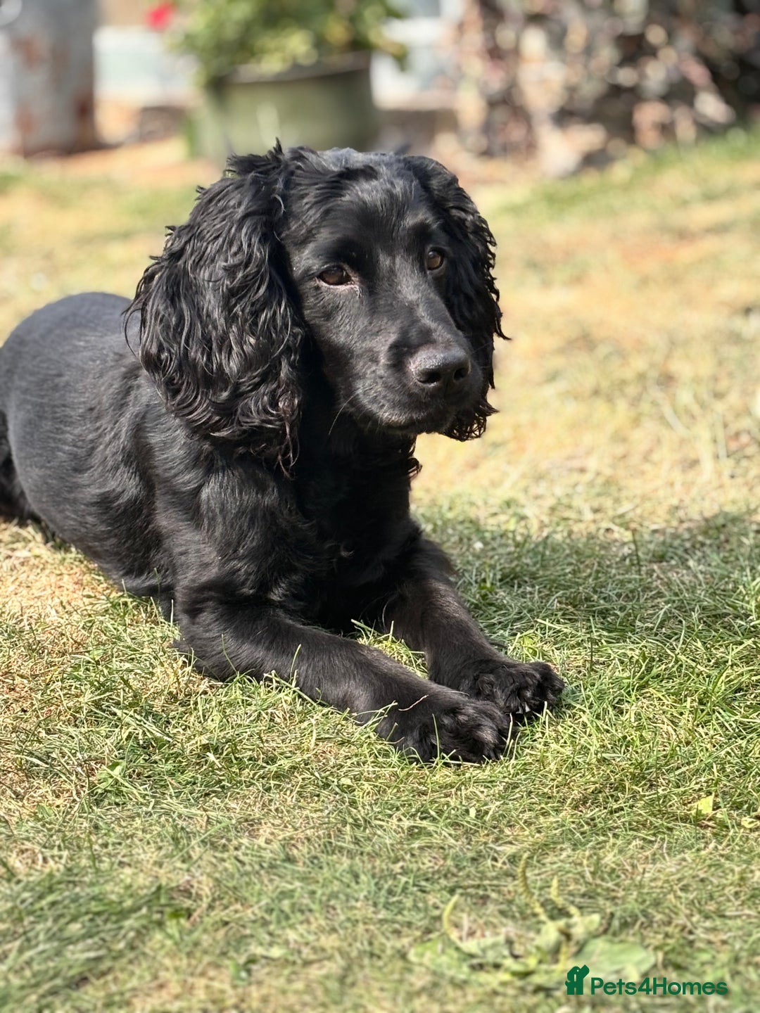 Mixed Breed dogs for sale: Sprockador Puppies  - Image 7