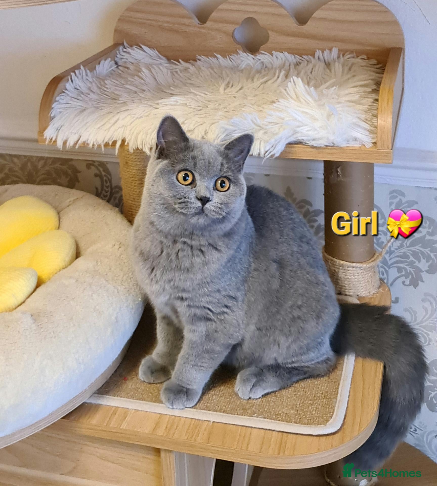 British Shorthair cats 🔥Price reduced🔥GCCF,Full vaccin.BSH kittens  - Advert 2