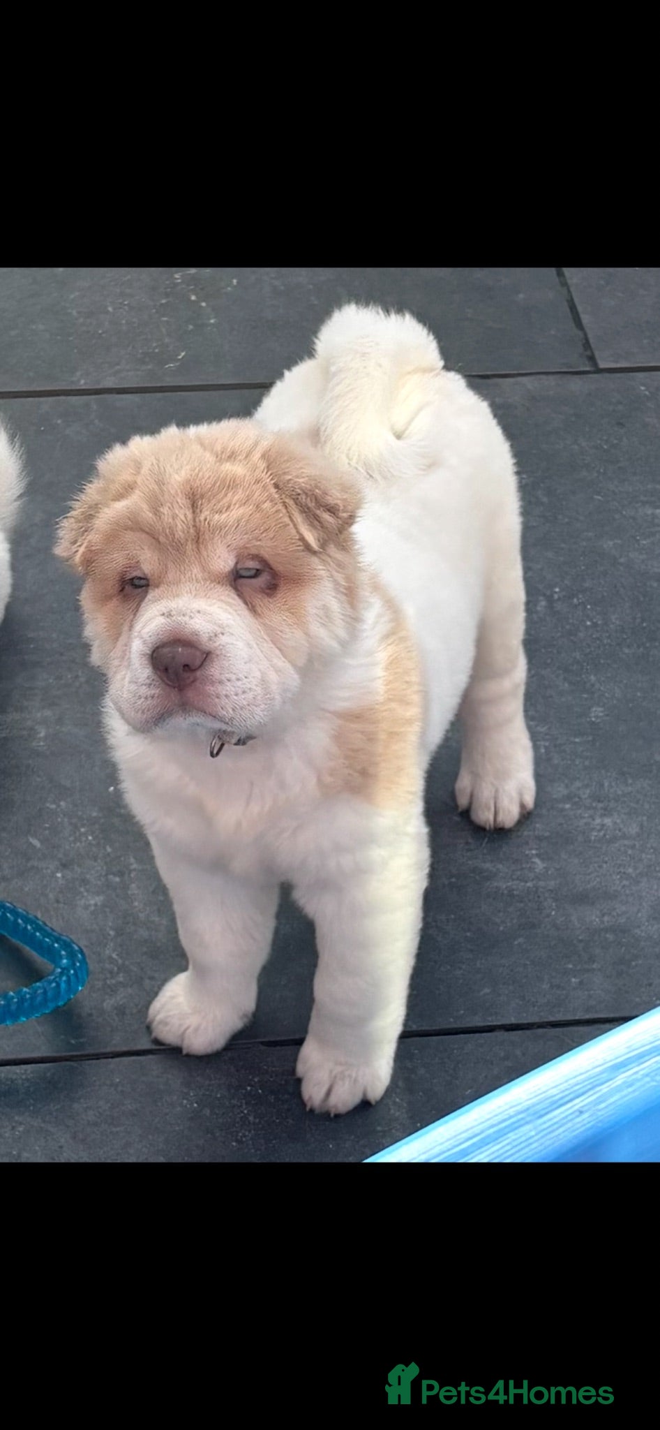 Shar Pei dogs Ready now !!! Rare flower bear coats kc - Advert 1