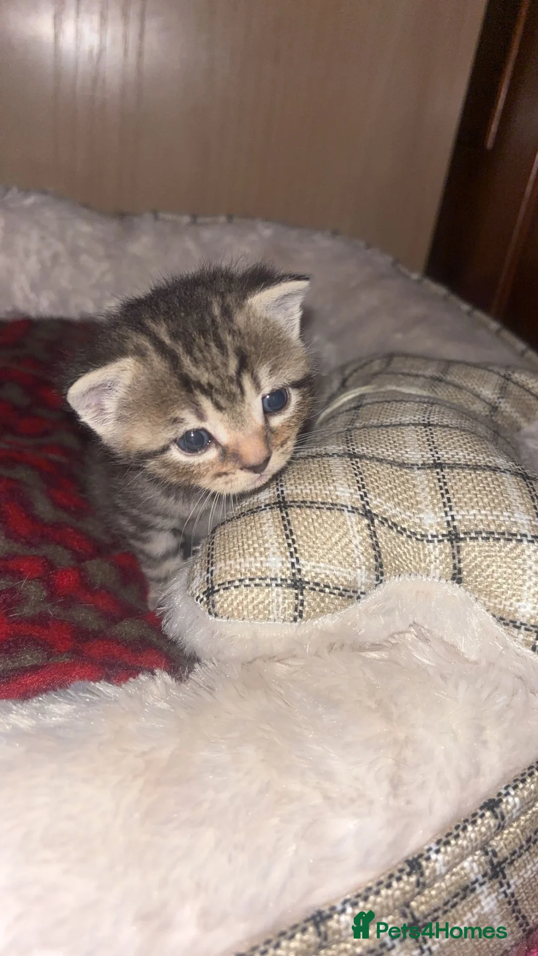 Ragdoll cats for sale: 3 adorable kittens in Bolton - Advert 8