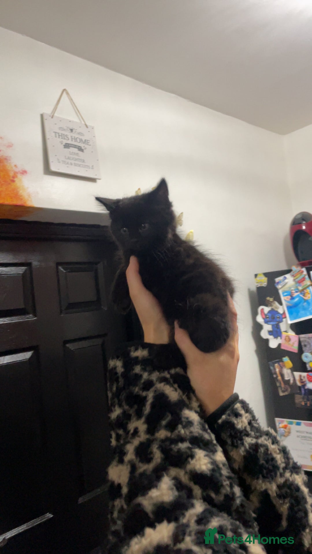 Mixed Breed cats for sale: 2 male black kittens  - Image 14