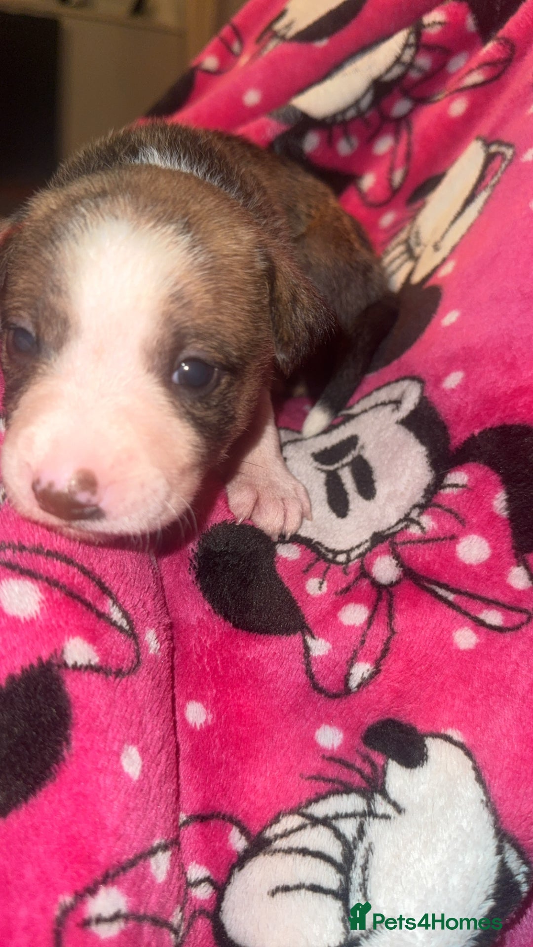 Mixed Breed dogs for sale: Pups for sale  - Advert 33