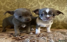 Chihuahua dogs for sale: Chihuahua girls from licensed breeder - Image 1