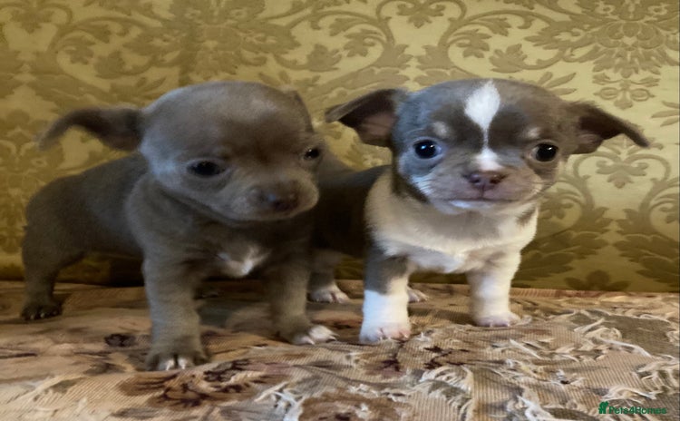 Chihuahua dogs - Advert 6