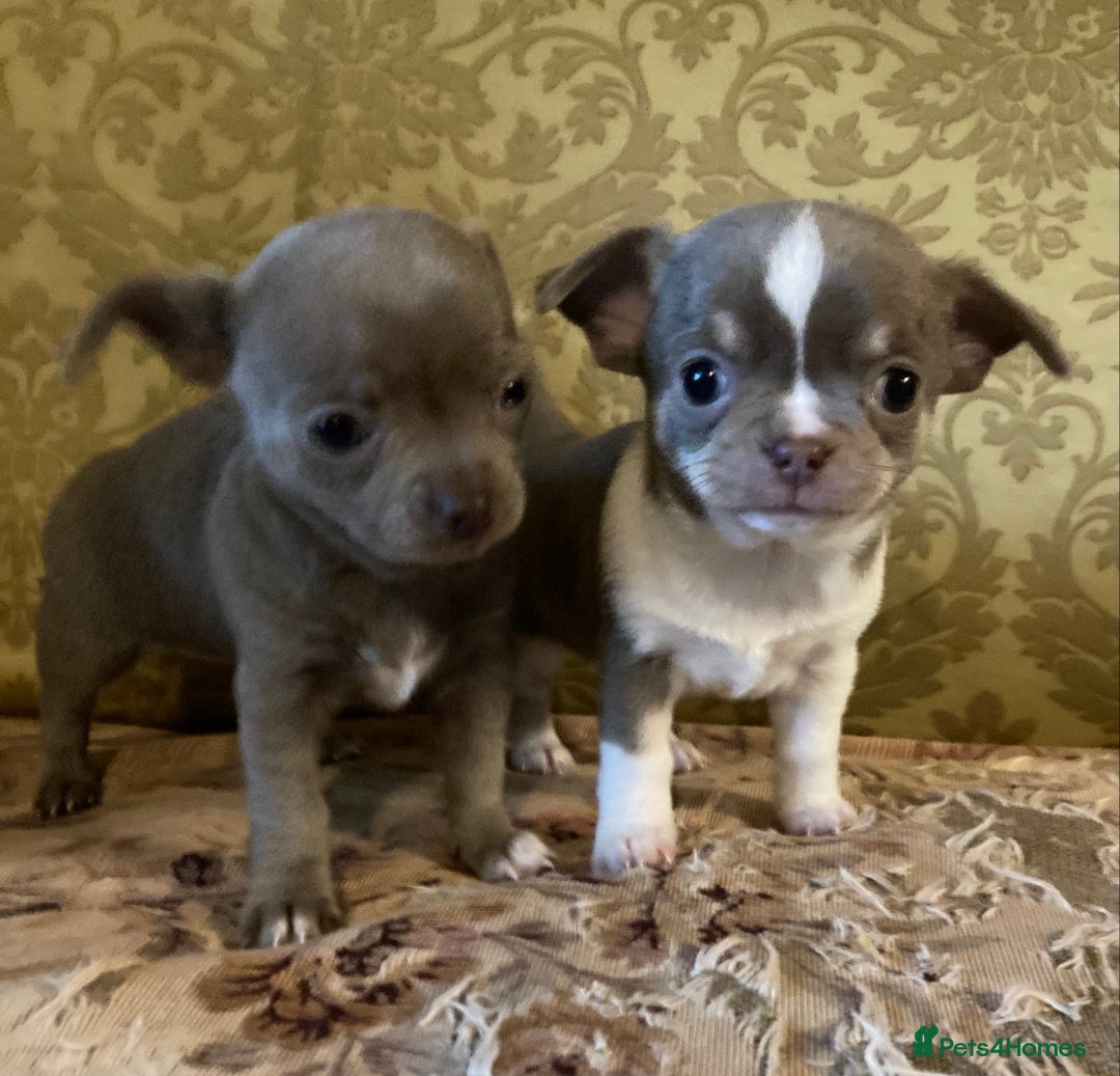 Chihuahua dogs for sale: Chihuahua girls from licensed breeder - Image 1