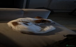 Chihuahua dogs for sale: 11 month old Chihuahua for sale  - Image 4