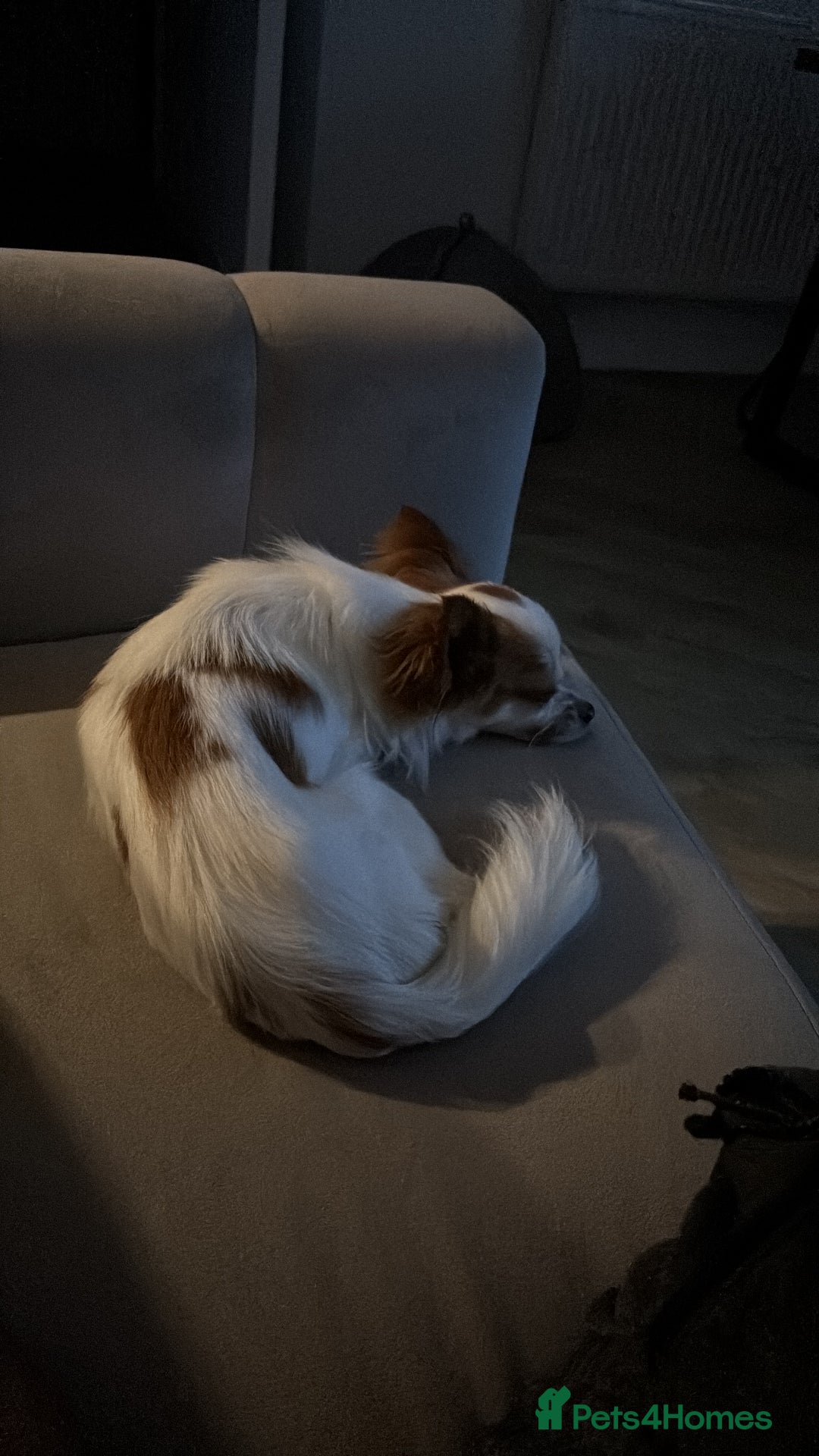 Chihuahua dogs for sale: 11 month old Chihuahua for sale  - Image 4