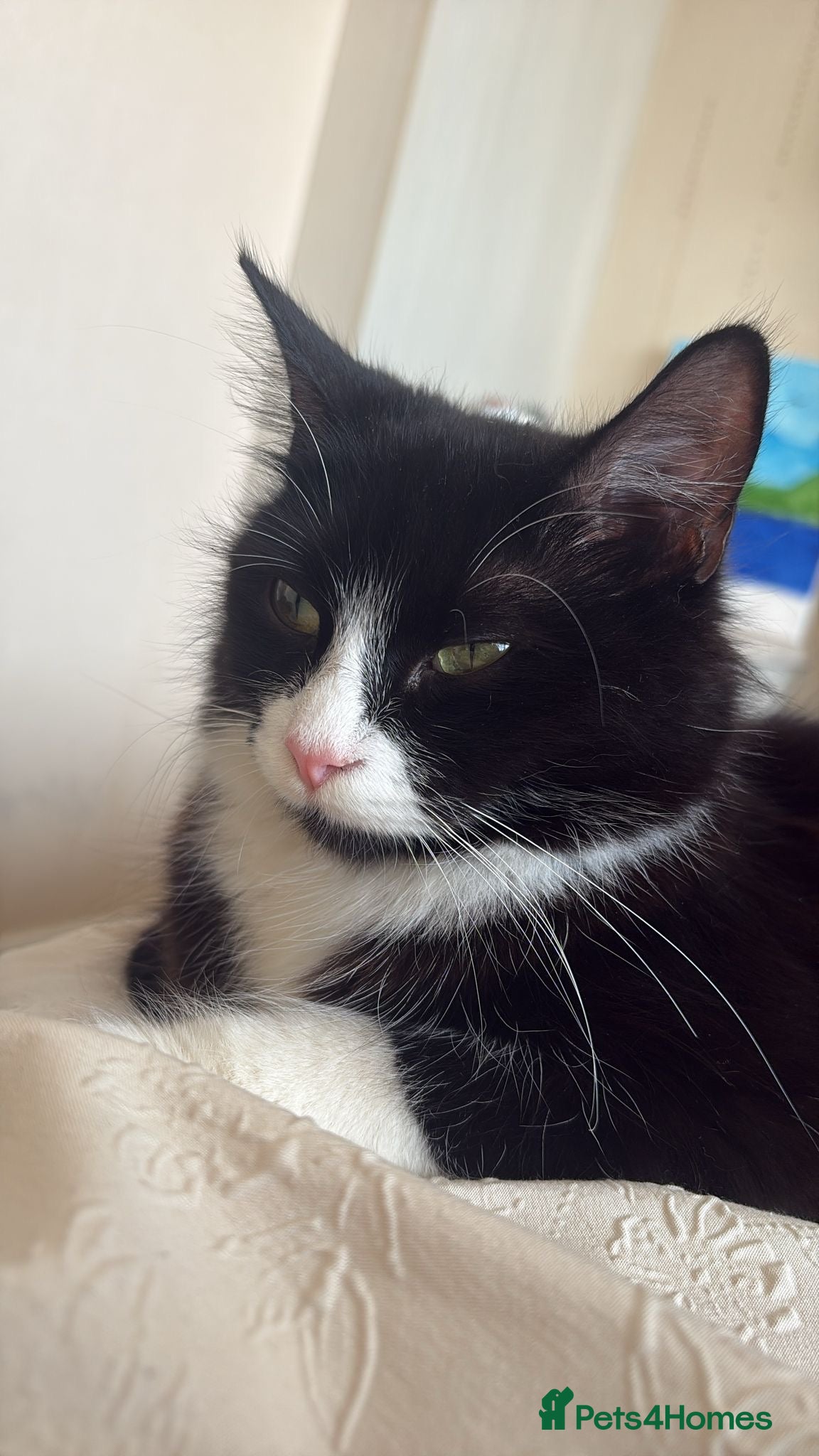 Ragdoll cats Sweetest kittens for sale. Peterborough  - Advert 2