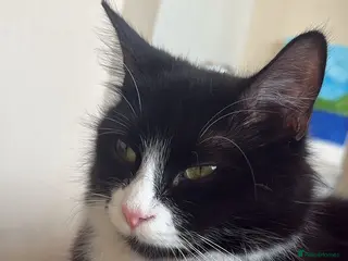 Ragdoll cats Sweetest kittens for sale. Peterborough - Advert 1