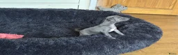 Italian Greyhound dogs for sale: Kc reg Italian greyhound puppies for sale - Advert 14