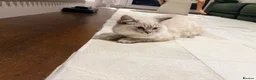 Ragdoll cats for sale: Lynx Point Ragdoll Kitten - Advert 8