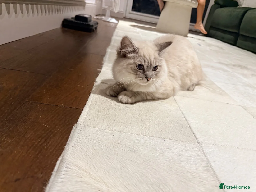 Ragdoll cats for sale: Lynx Point Ragdoll Kitten - Advert 8
