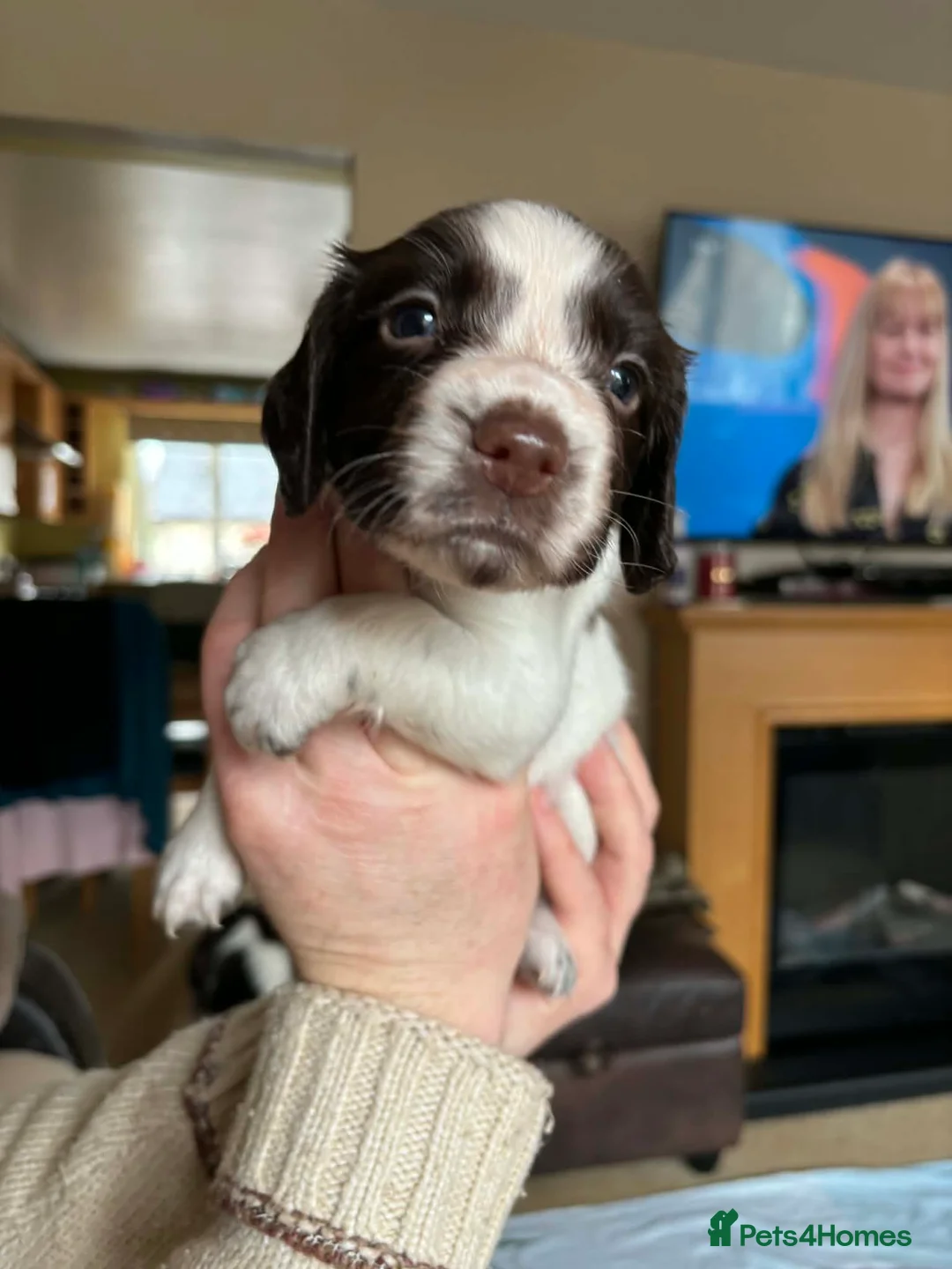 English Springer Spaniel dogs for sale: Stunning English Springer Spaniel Puppies - Advert 15