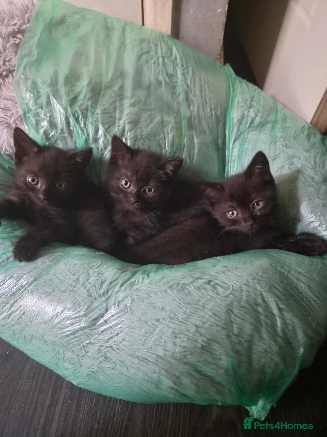British Shorthair cats for sale: British Shorthair x Domestic Shorthair - Advert 2