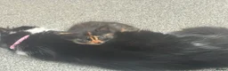 Mixed Breed cats for sale: Beautiful female kitten for sale  - Advert 6