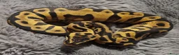 Python Snake reptiles for sale: 2 royal pythons for sale - Advert 1