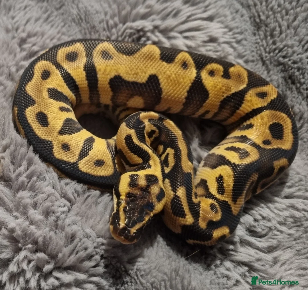 Python Snake reptiles for sale: 2 royal pythons for sale - Advert 1