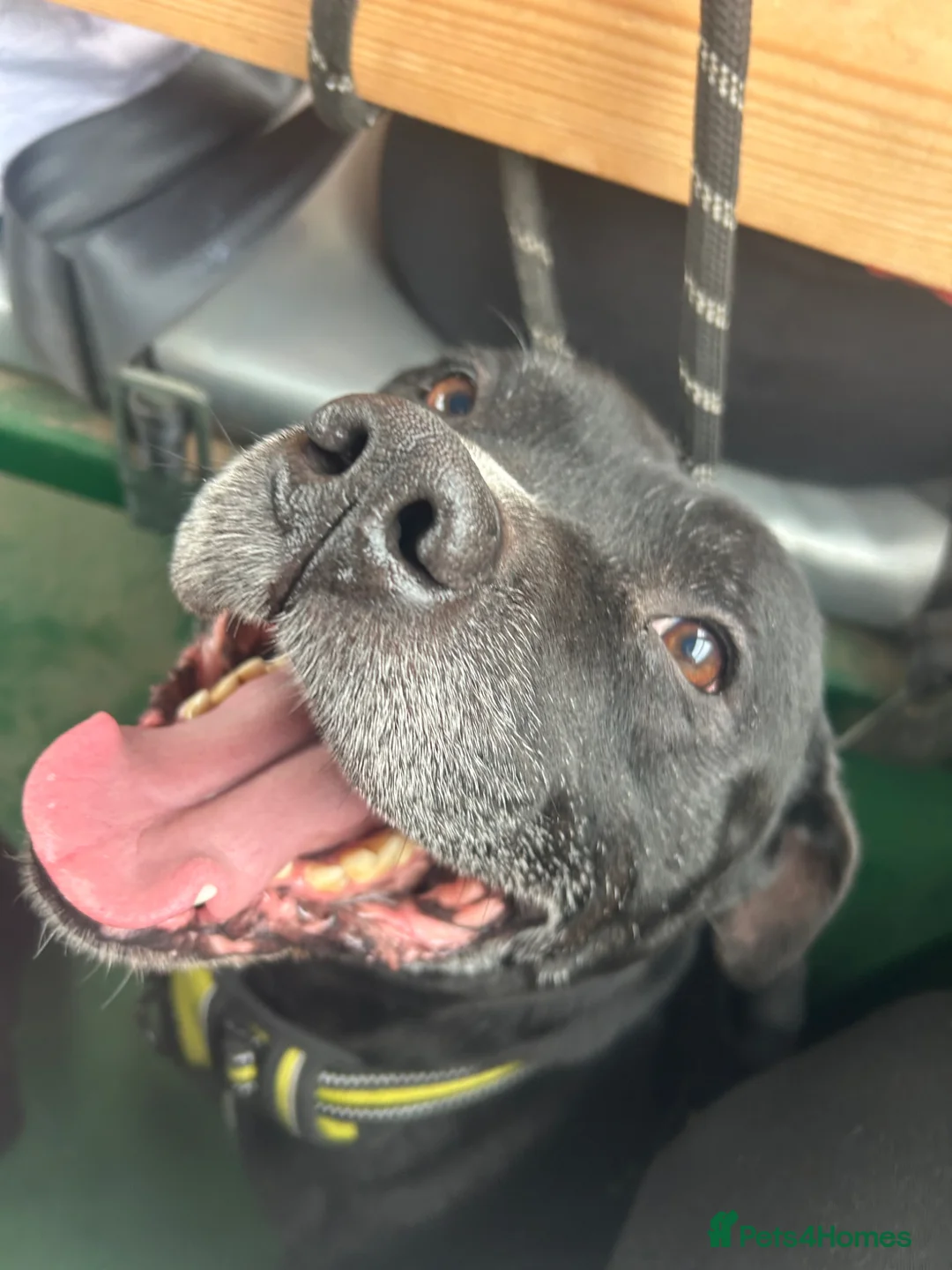 Staffordshire Bull Terrier dogs for stud: Gorgeous boy for stud in Bridgwater - Advert 2