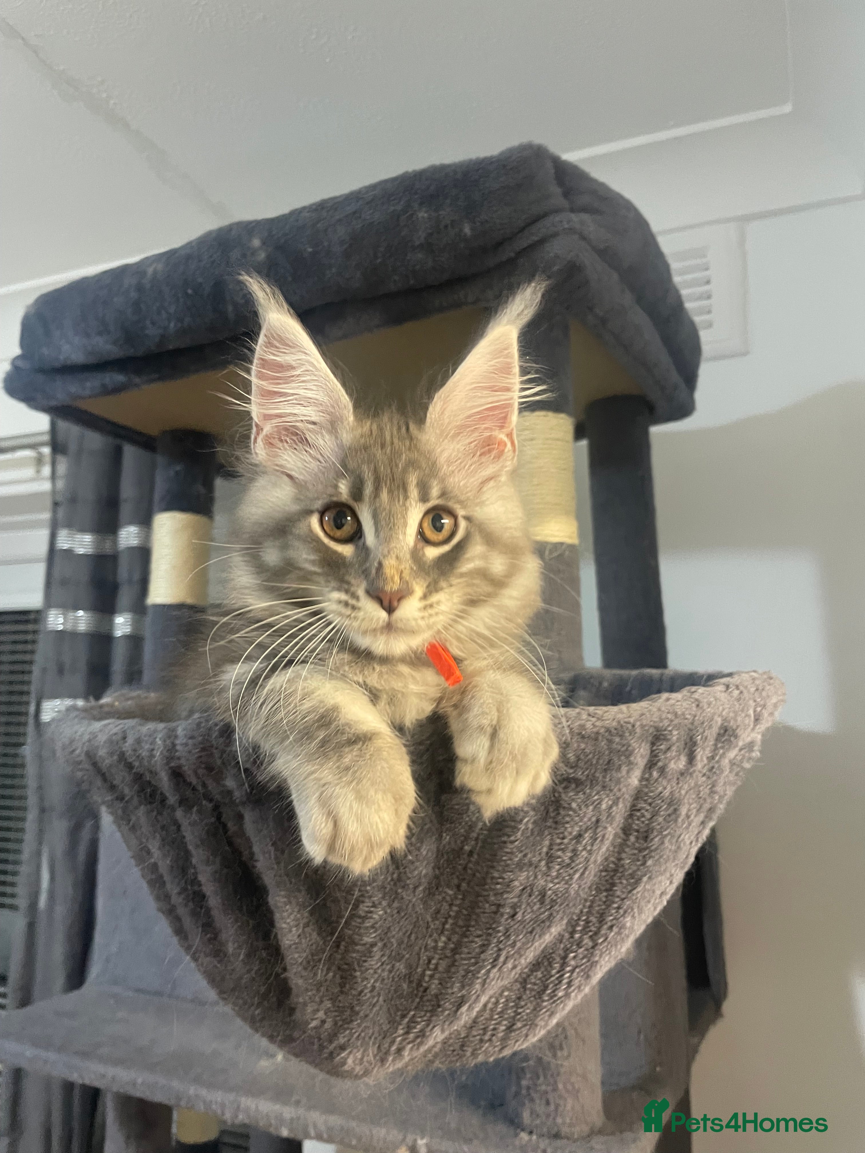 Maine Coon cats 7 GCCF registered Maine coon boys. - Advert 2