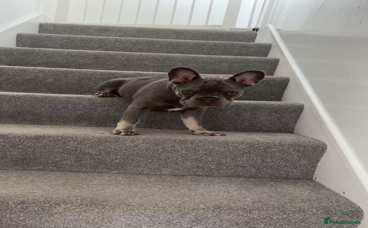 French Bulldog dogs - Advert 3