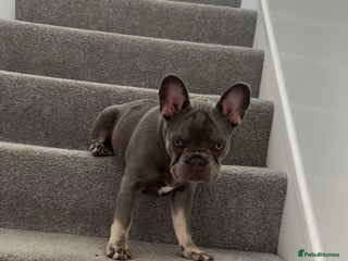 French Bulldog dogs - Advert 34