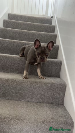 French Bulldog dogs - Advert 13