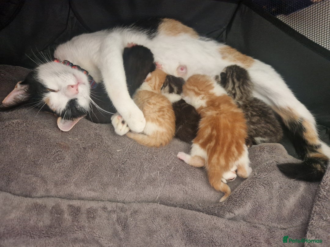 British Shorthair cats for sale: Six Gorgeous Kittens Available From Next Week - Image 5